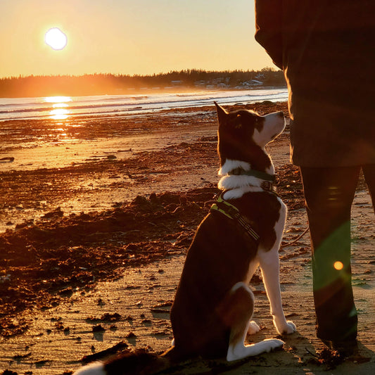 Stay Salty - The Salty Dog Lifestyle