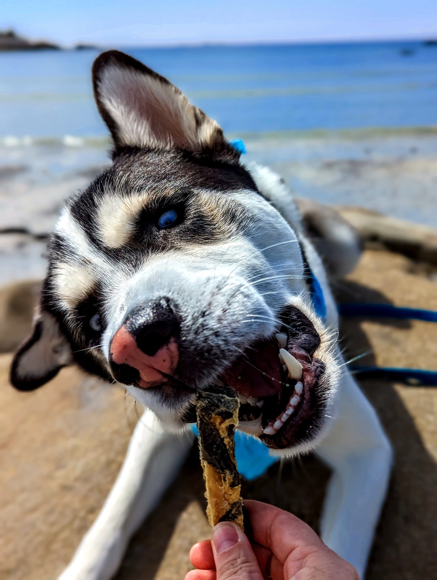 Wolffish Sticks*