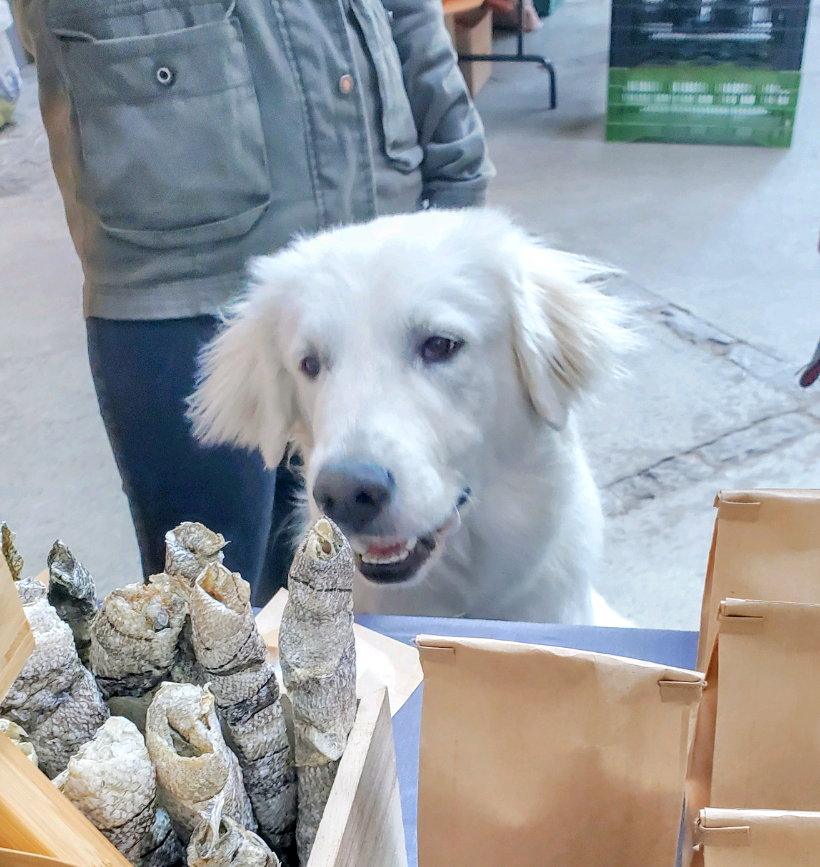 Healthy Treats, Healthy Dogs