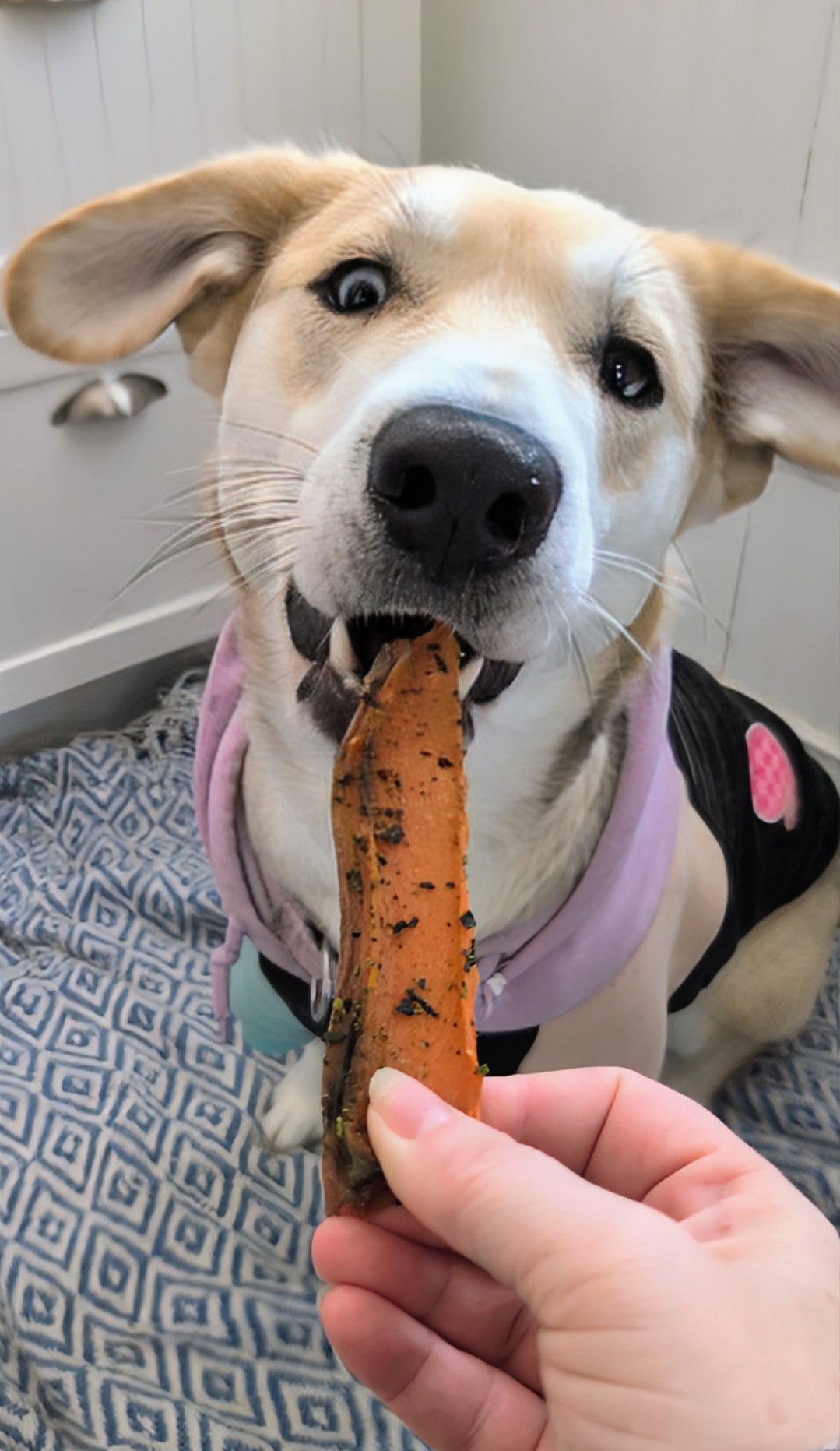 Sweet Potato + Sea Fries